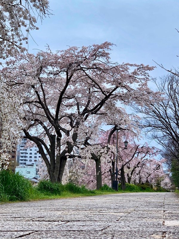 川端正面の枝垂桜 2020年3月30日 撮影:MKタクシー