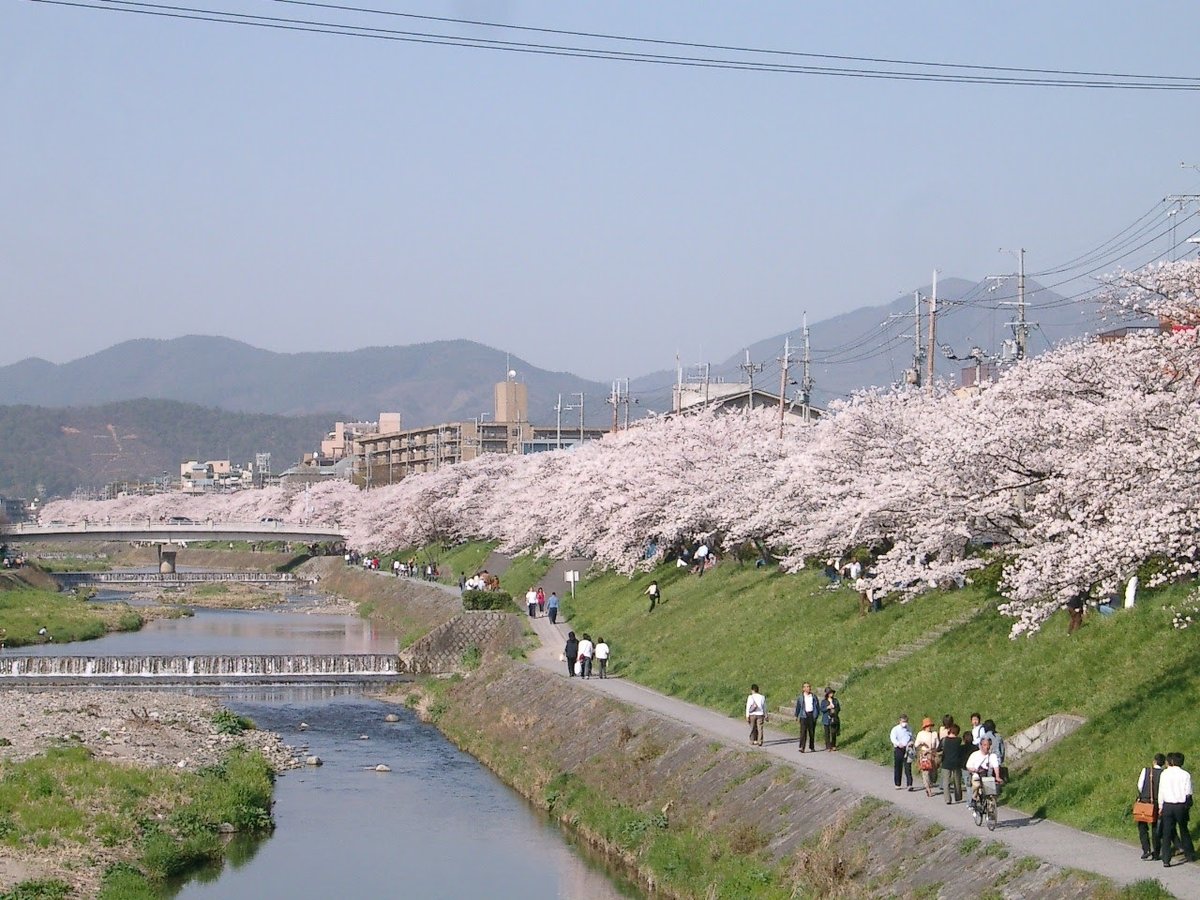 河合橋からの桜並木 2005年4月9日 撮影:MKタクシー