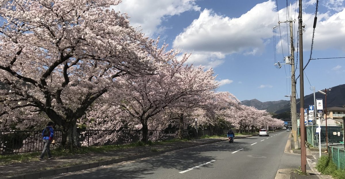 馬橋付近の桜並木 2017年4月13日 撮影:MKタクシー