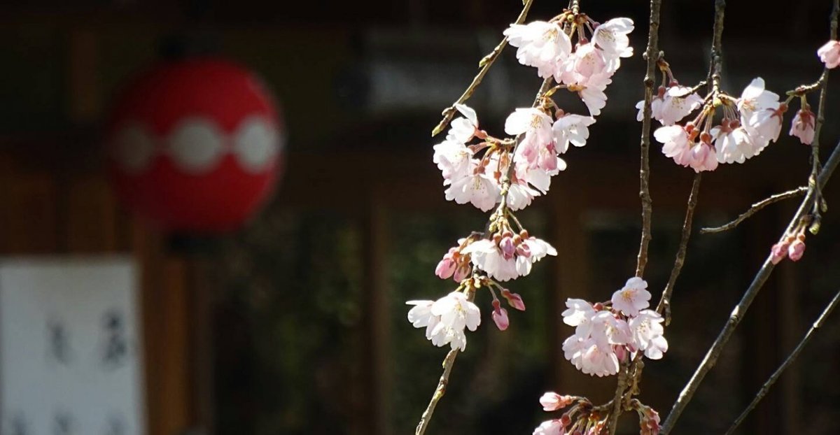 枝垂桜 2017年4月3日 撮影:MKタクシー