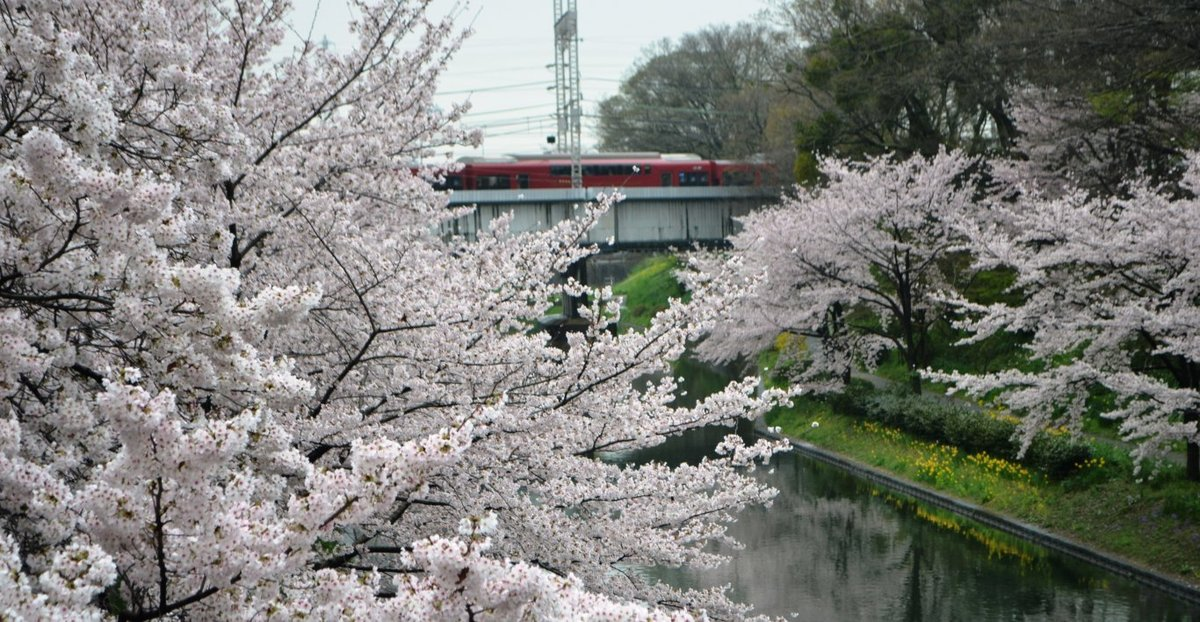 ソメイヨシノ(肥後橋) 見頃 2017年4月8日(平年4月8日相当) 撮影:MKタクシー