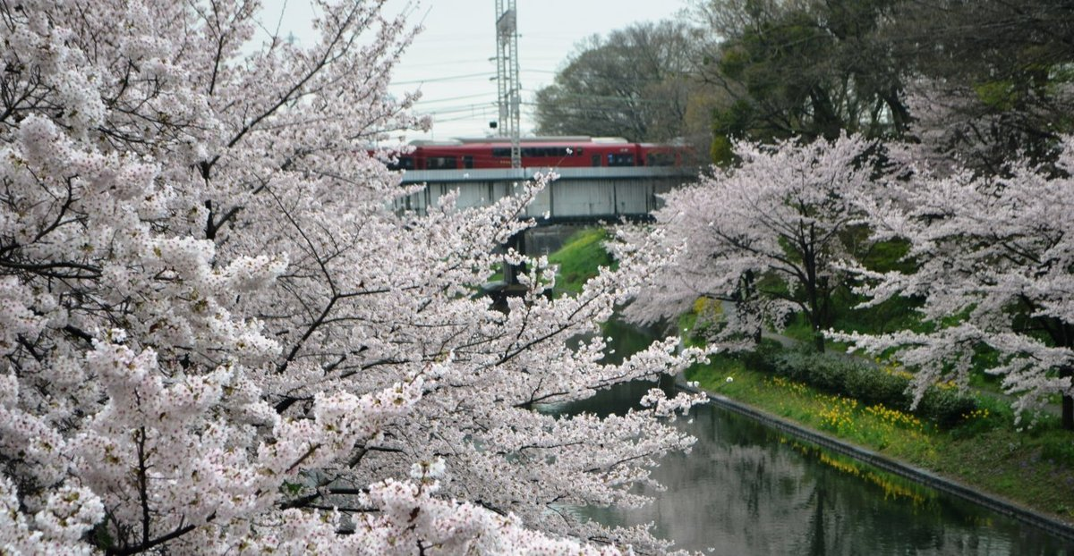 ソメイヨシノ（肥後橋）　見頃　2017年4月8日（平年4月8日相当）　撮影：MKタクシー