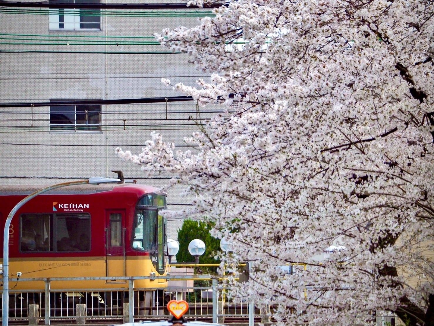 京阪8000系とMKタクシーとソメイヨシノ　見頃　2021年3月27日（平年4月8日相当）　撮影：MKタクシー