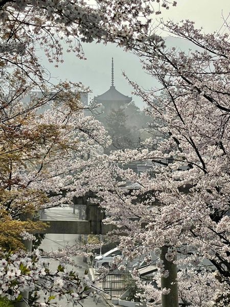 真如堂の三重塔とソメイヨシノ 見頃 2021年3月30日 撮影:MKタクシー