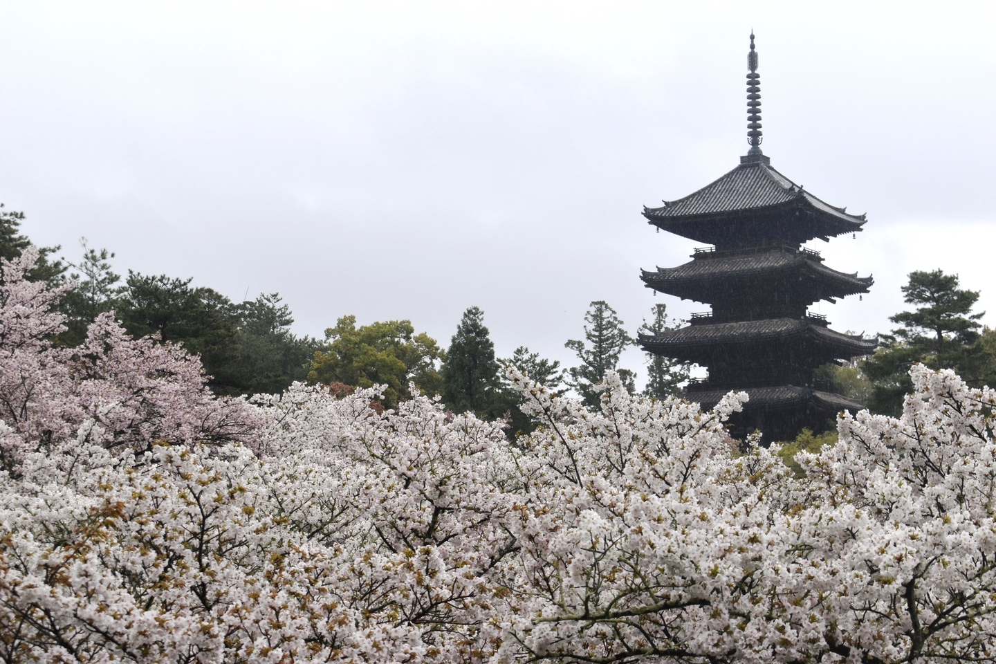 御室桜と五重塔　満開　2021年4月4日　撮影：MKタクシー