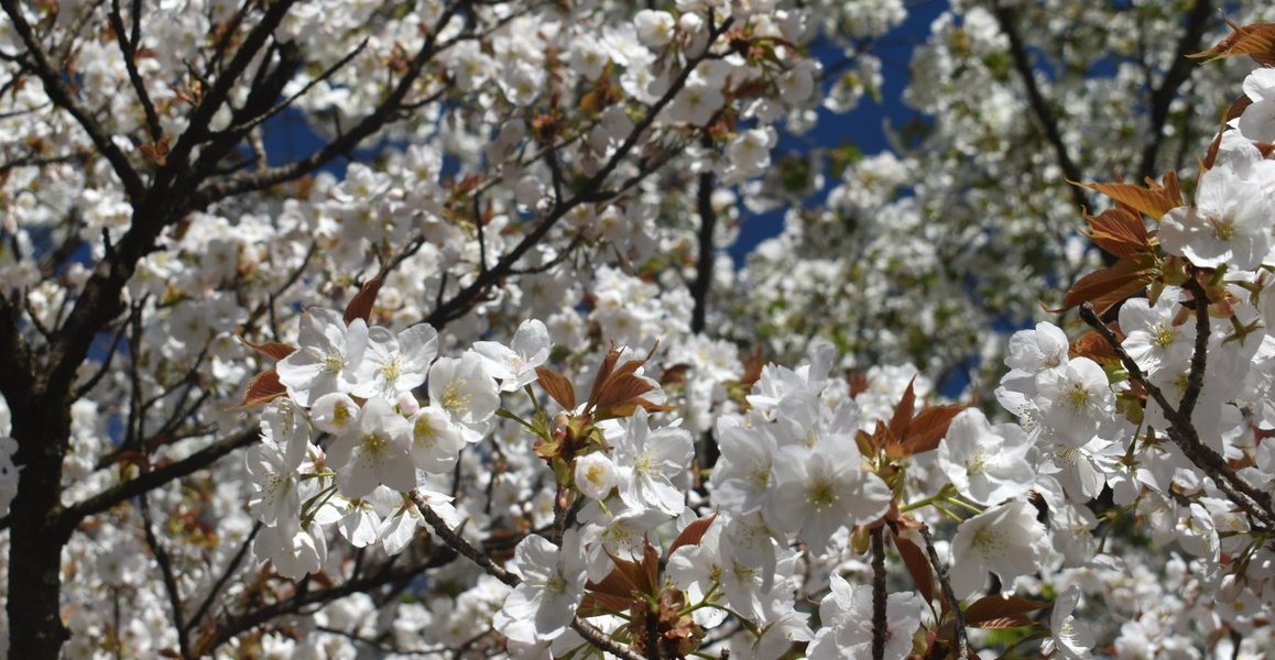 御室有明(京都府立植物園) 見頃 2019年4月13日(平年4月10日相当) 撮影:MKタクシー