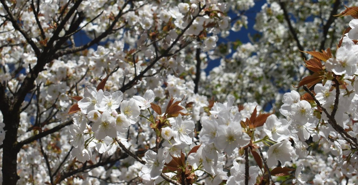 御室有明（京都府立植物園）　見頃　2019年4月13日（平年4月10日相当）　撮影：MKタクシー