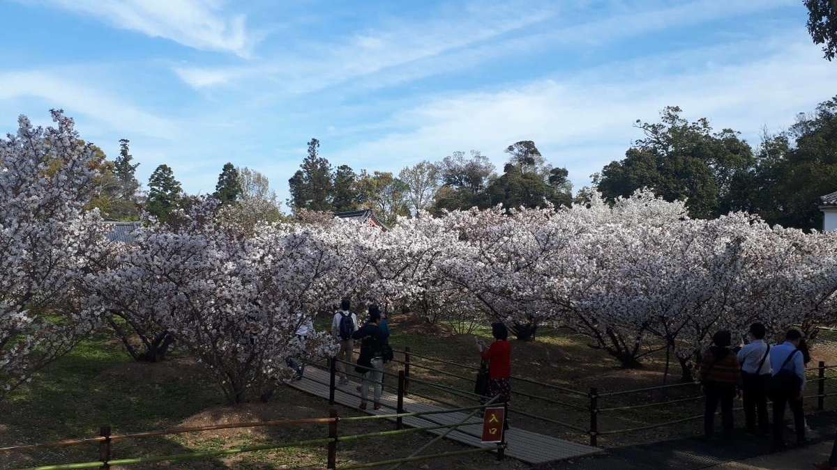 御室桜 見頃 2019年4月16日(平年4月13日相当) 撮影:MKタクシー