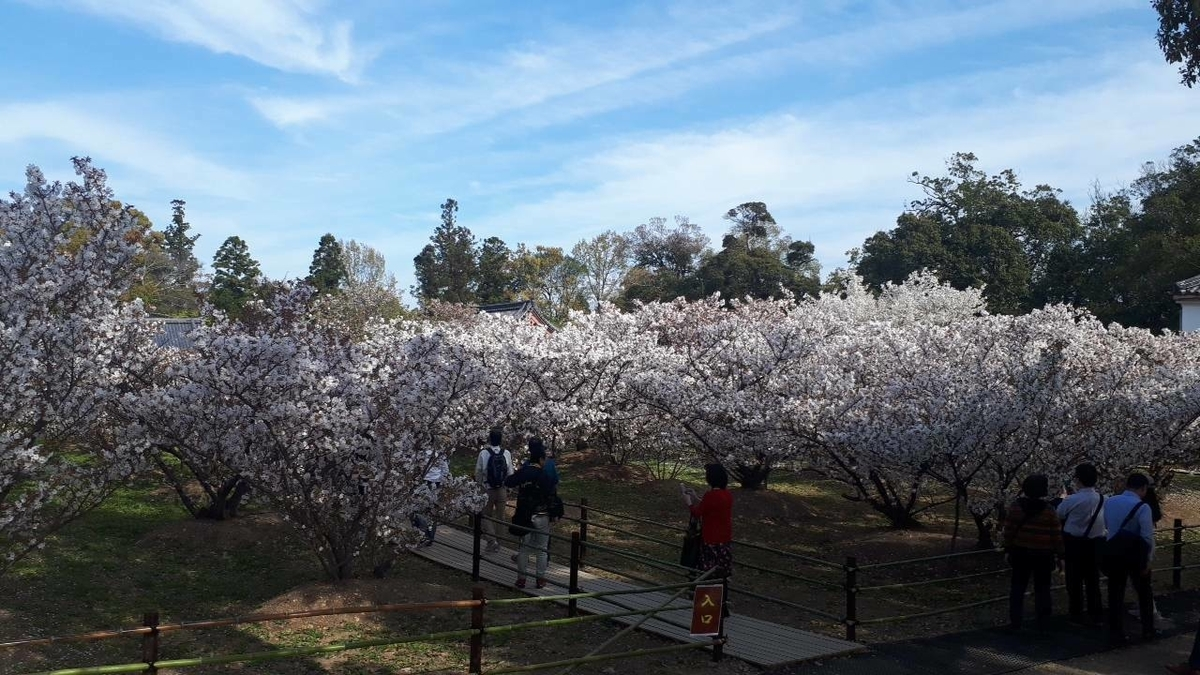 御室桜　見頃　2019年4月16日（平年4月13日相当）　撮影：MKタクシー