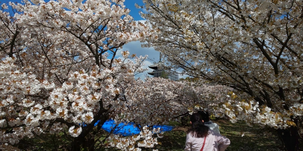 御室桜 見頃 2019年4月15日(平年4月12日相当) 撮影:MKタクシー
