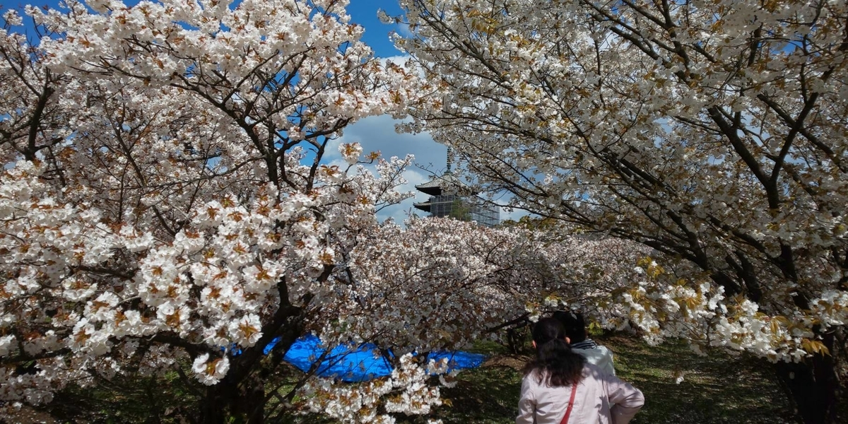 御室桜　見頃　2019年4月15日（平年4月12日相当）　撮影：MKタクシー