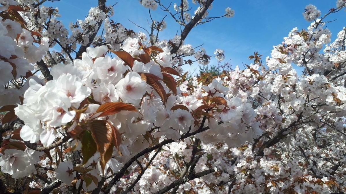 御室桜 見頃 2019年4月16日(平年4月13日相当) 撮影:MKタクシー