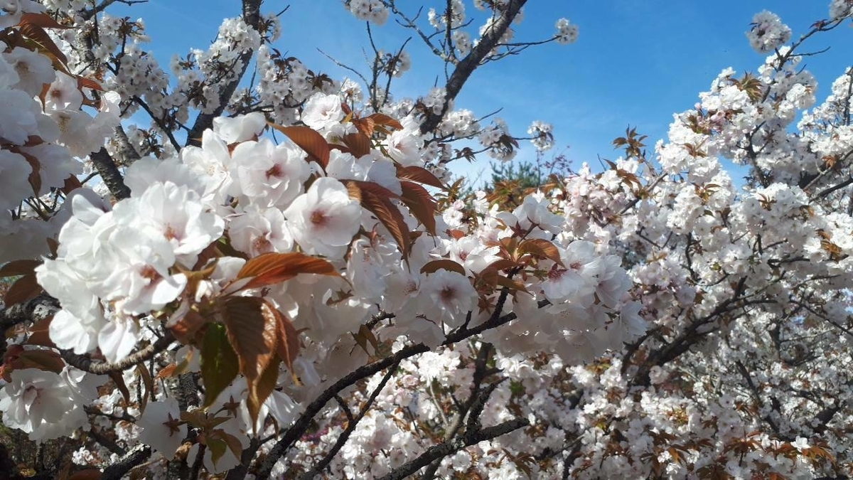 御室桜　見頃　2019年4月16日（平年4月13日相当）　撮影：MKタクシー