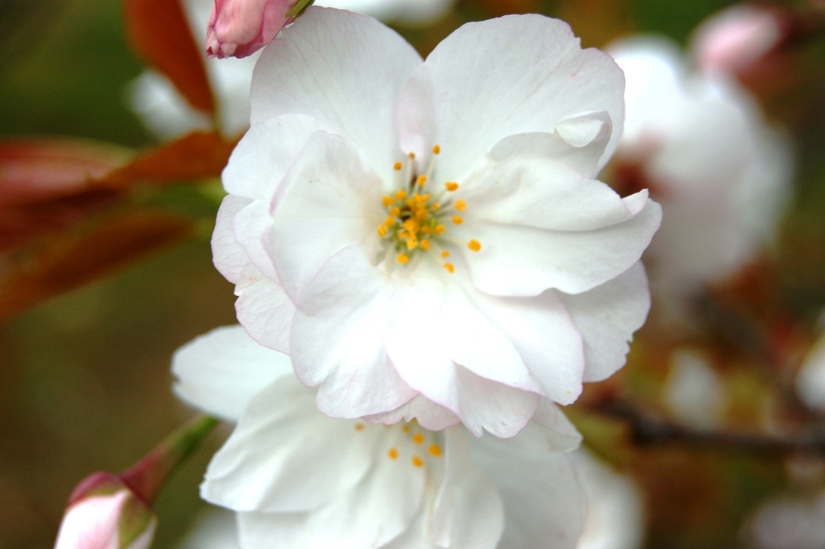 御室桜 見頃 2008年4月12日(平年4月13日相当) 撮影:MKタクシー