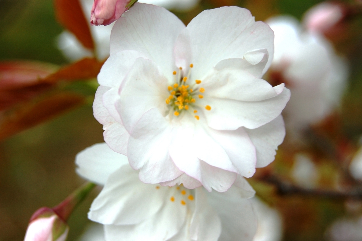 御室桜　見頃　2008年4月12日（平年4月13日相当）　撮影：MKタクシー