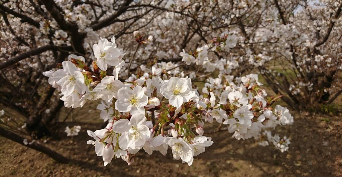 御室桜 三分咲き 2008年4月1日(平年4月7日相当) 撮影:MKタクシー