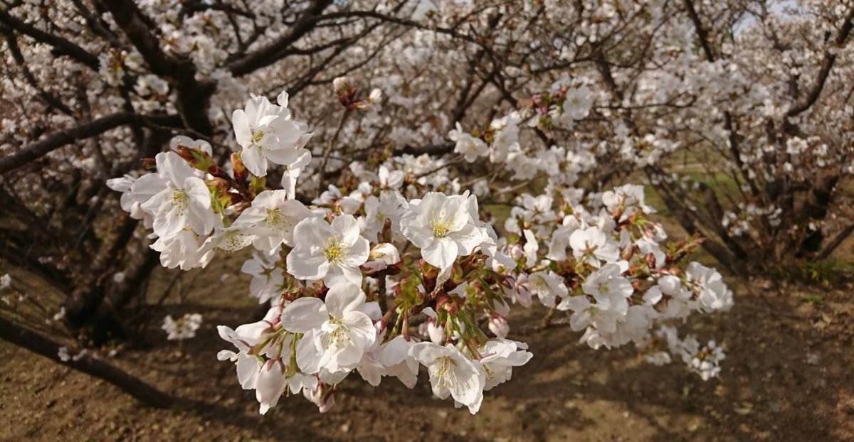 御室桜　三分咲き　2008年4月1日（平年4月7日相当）　撮影：MKタクシー