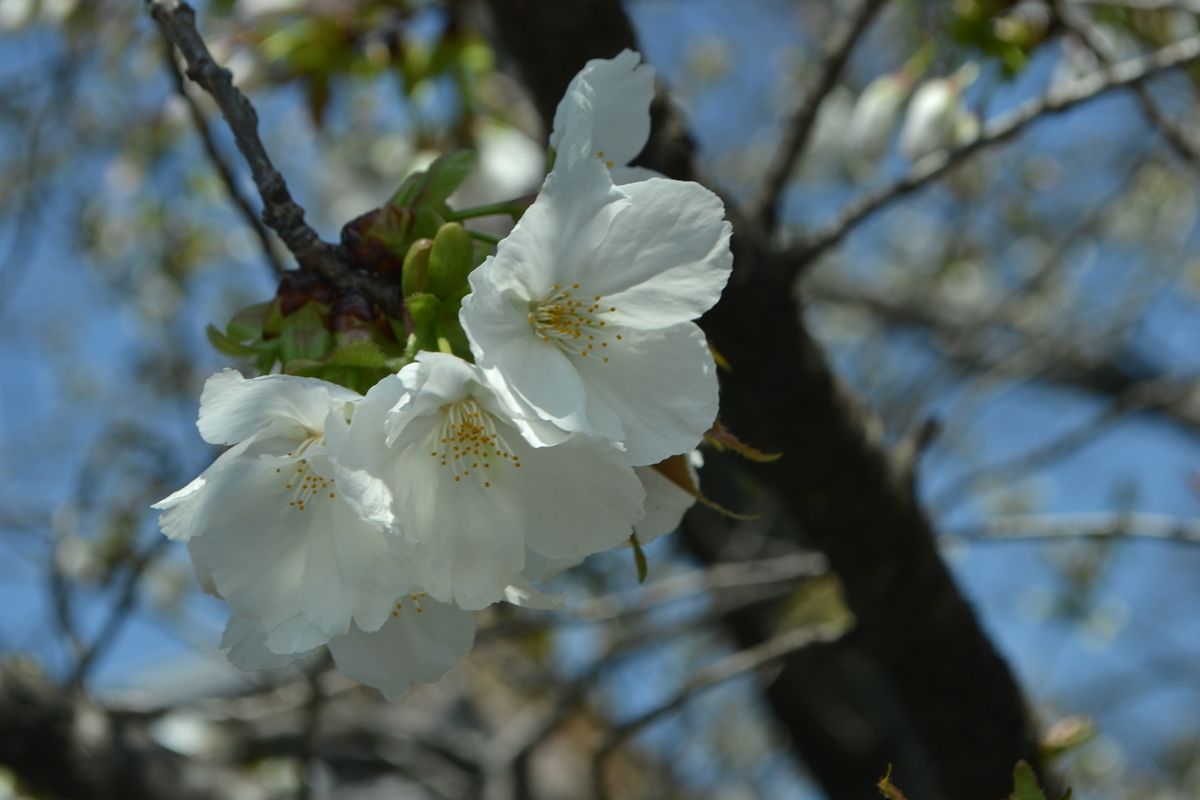 御室桜 五分咲き 2017年4月13日(平年4月9日相当) 撮影:MKタクシー