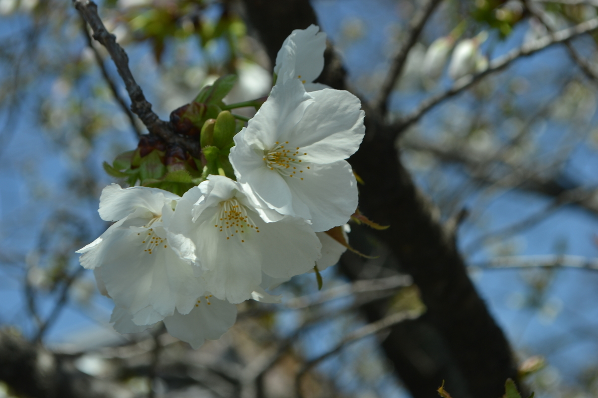 御室桜　五分咲き　2017年4月13日（平年4月9日相当）　撮影：MKタクシー