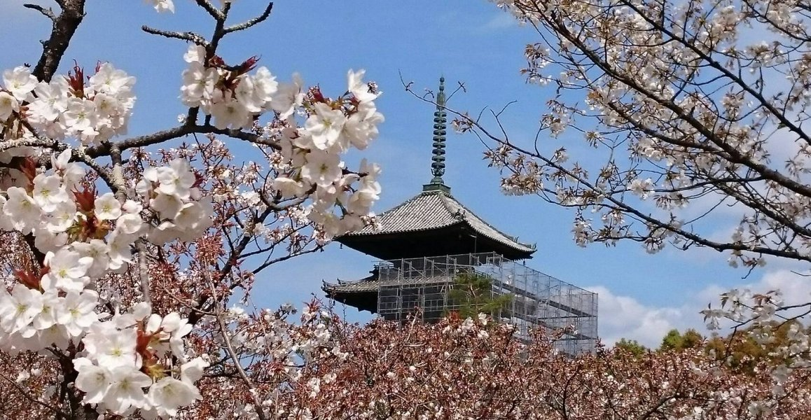 御室桜 五分咲き 2019年4月12日(平年4月10日相当) 撮影:MKタクシー