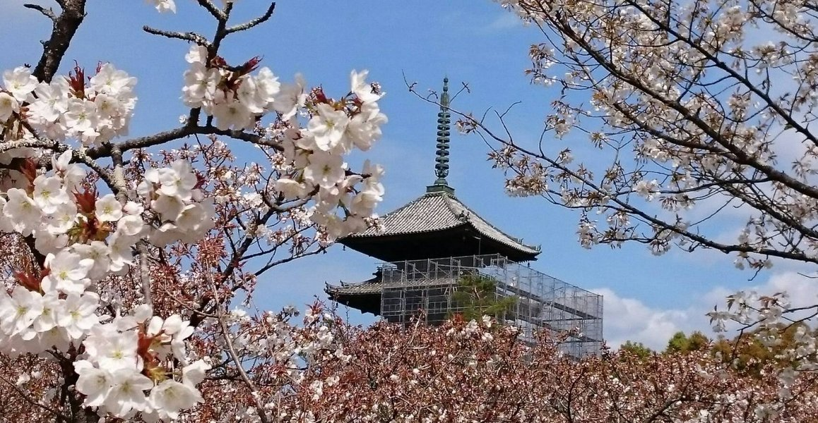 御室桜　五分咲き　2019年4月12日（平年4月10日相当）　撮影：MKタクシー