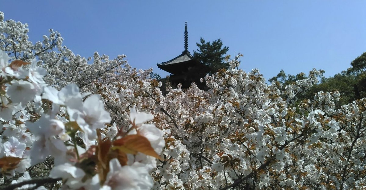 御室桜 満開 2016年4月12日(平年4月14日相当) 撮影:MKタクシー