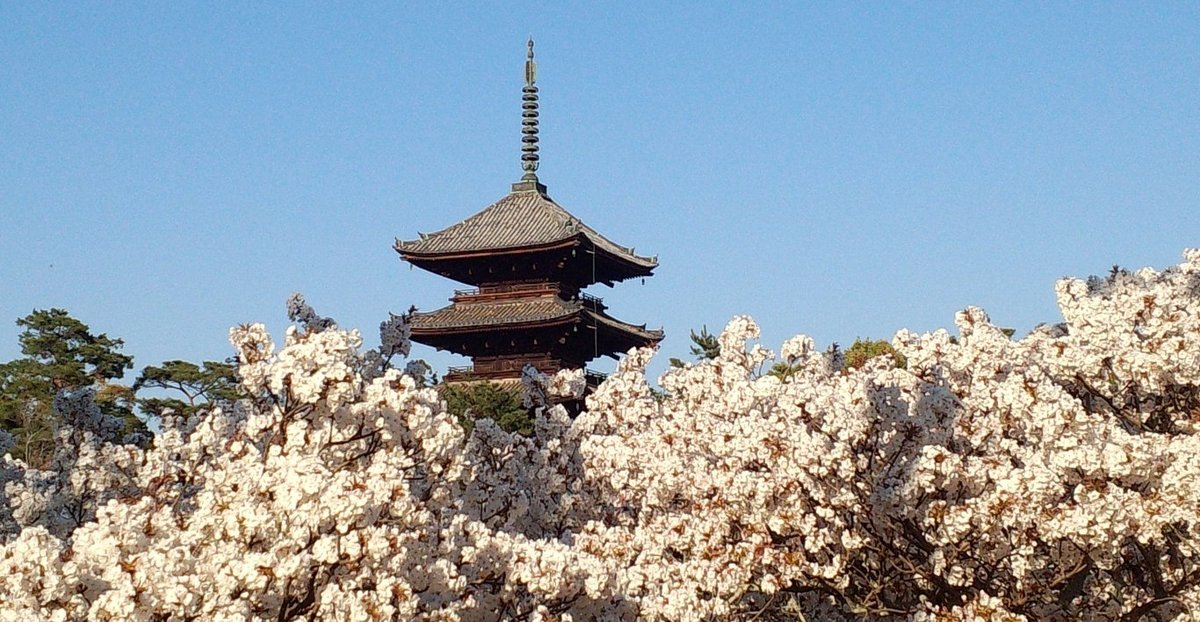御室桜 満開 2014年4月15日(平年4月15日相当) 撮影:MKタクシー