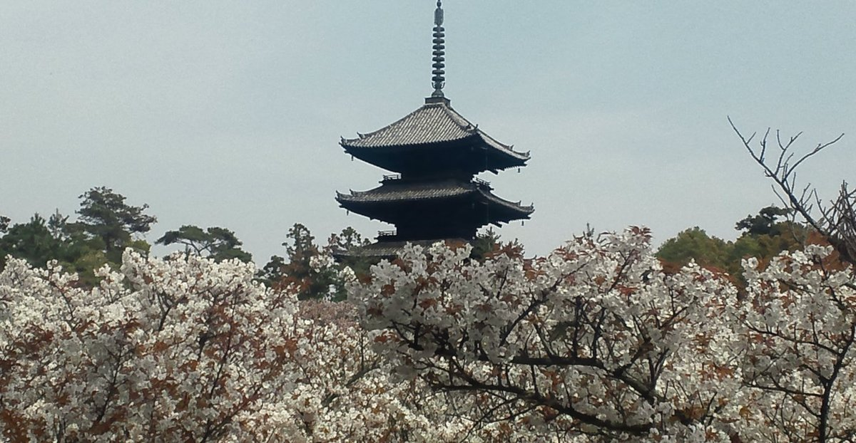御室桜 満開 2011年4月21日(平年4月13日相当) 撮影:MKタクシー