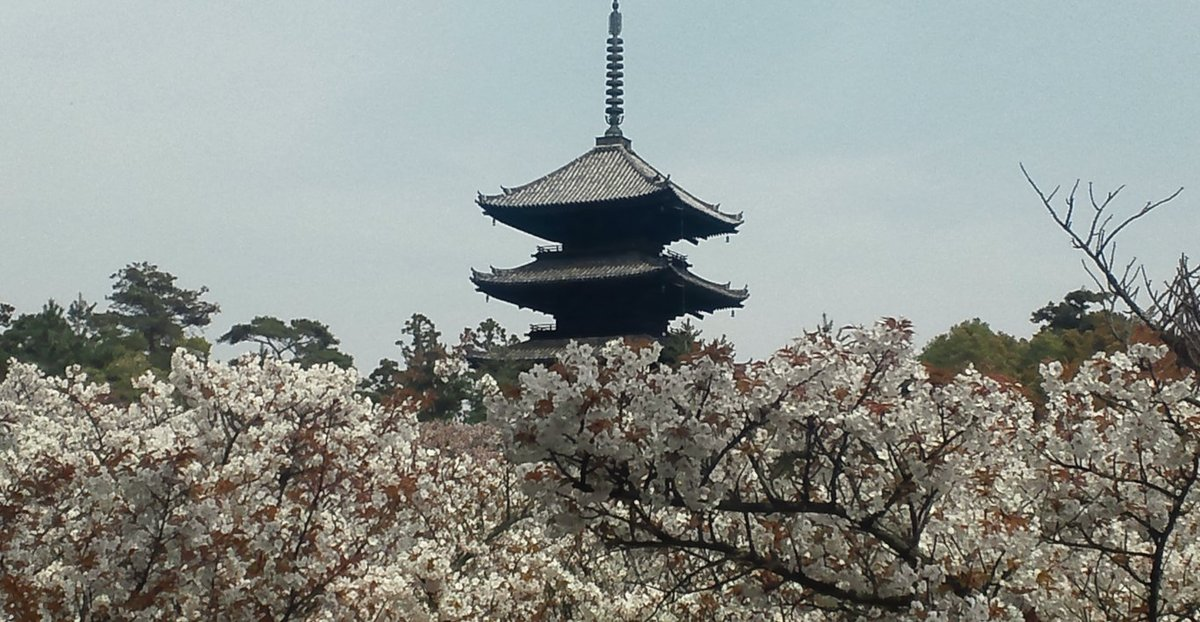 御室桜　満開　2011年4月21日（平年4月13日相当）　撮影：MKタクシー