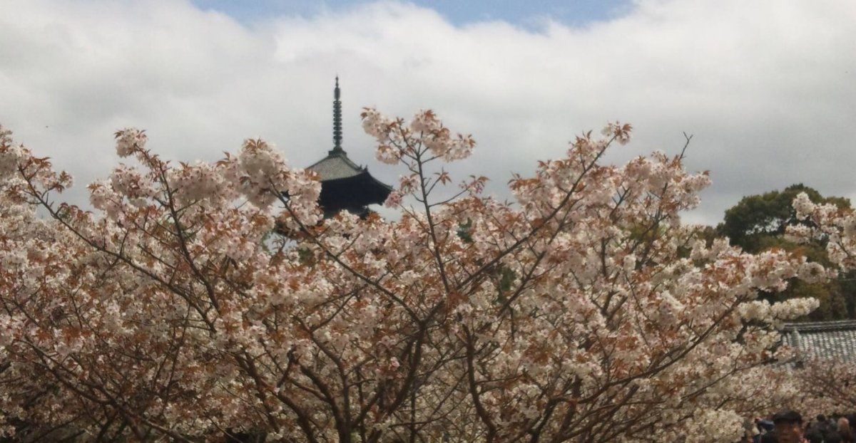 御室桜 散りはじめ 2012年4月21日(平年4月16日相当) 撮影:MKタクシー