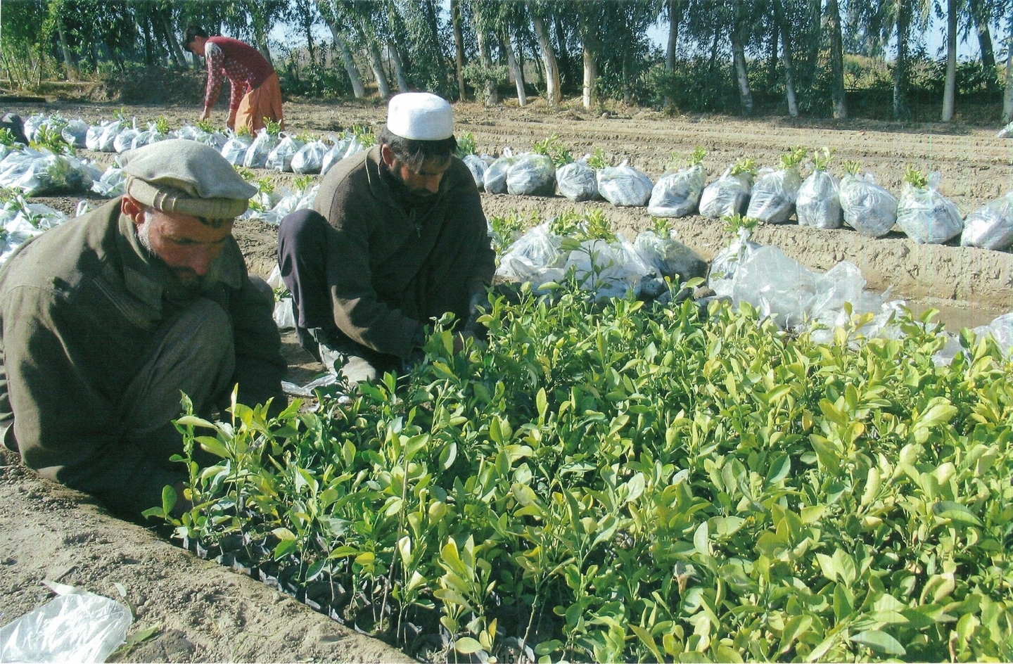 苗木を移す作業員たち。6,600本のレモンが植えられる予定(2021年1月27日)