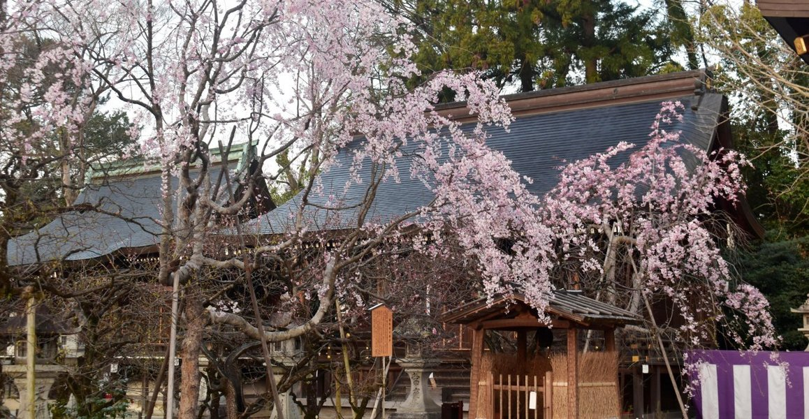 枝垂桜(連歌所の井戸) 見頃 2019年4月5日(平年4月4日相当) 撮影:MKタクシー