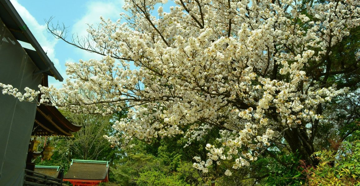 山桜(ヤマザクラ) 見頃 2018年4月1日(平年4月7日相当) 撮影:MKタクシー