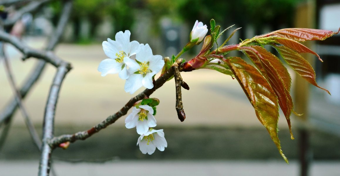 北野桜（社務所前）　つぼみ　2018年4月1日（平年4月7日相当）　撮影：MKタクシー