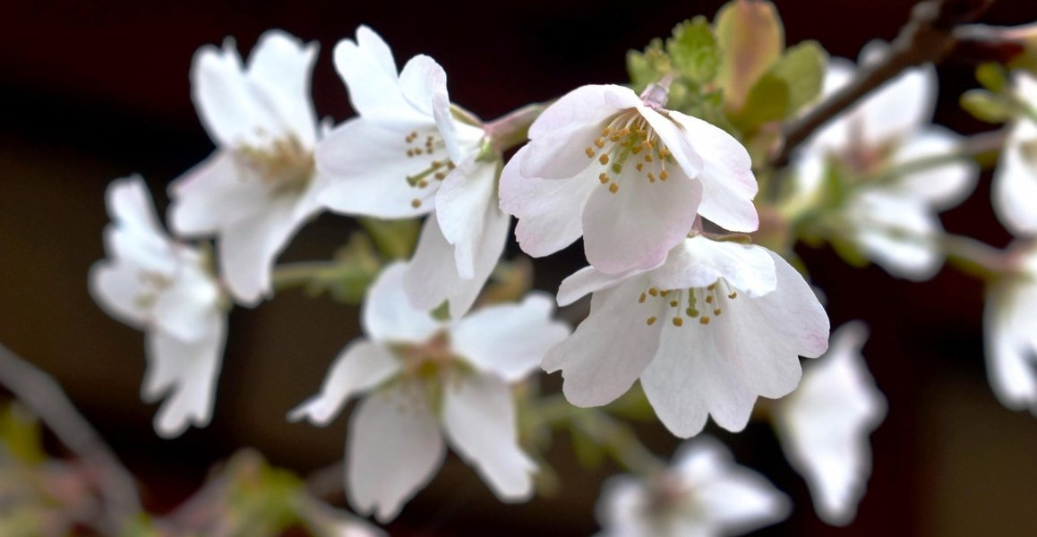 北野桜（社務所前）　咲きはじめ　2019年4月16日（平年4月13日相当）　撮影：MKタクシー