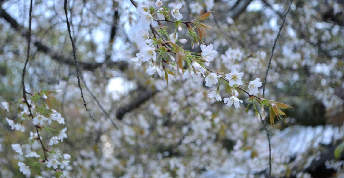 北野桜(社務所前) 五分咲き 2017年4月19日(平年4月15日相当) 撮影:MKタクシー
