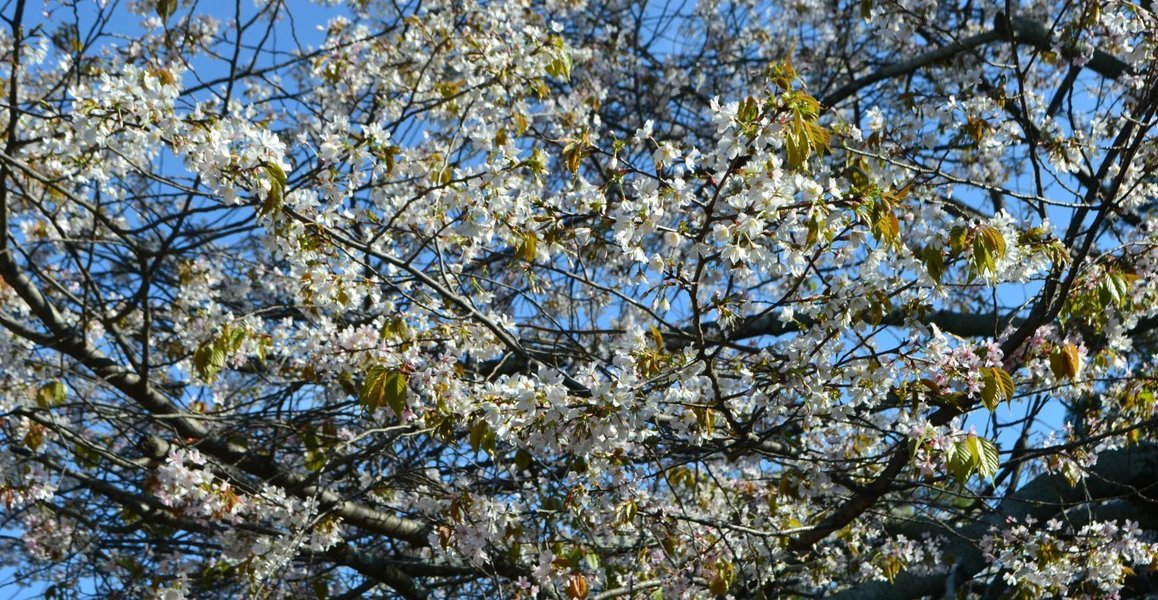 北野桜（社務所前）　見頃　2017年4月23日（平年4月19日相当）　撮影：MKタクシー