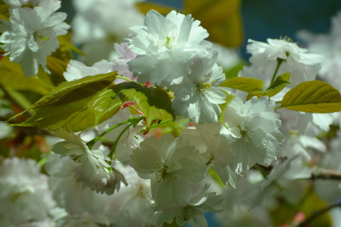 奈良の八重桜(京都府立植物園) 見頃 2018年4月18日(平年4月28日相当) 撮影:MKタクシー
