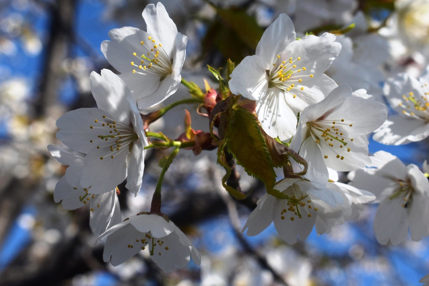 カスミザクラ(広沢池) 見頃 2019年4月18日(平年4月15日相当) 撮影:MKタクシー