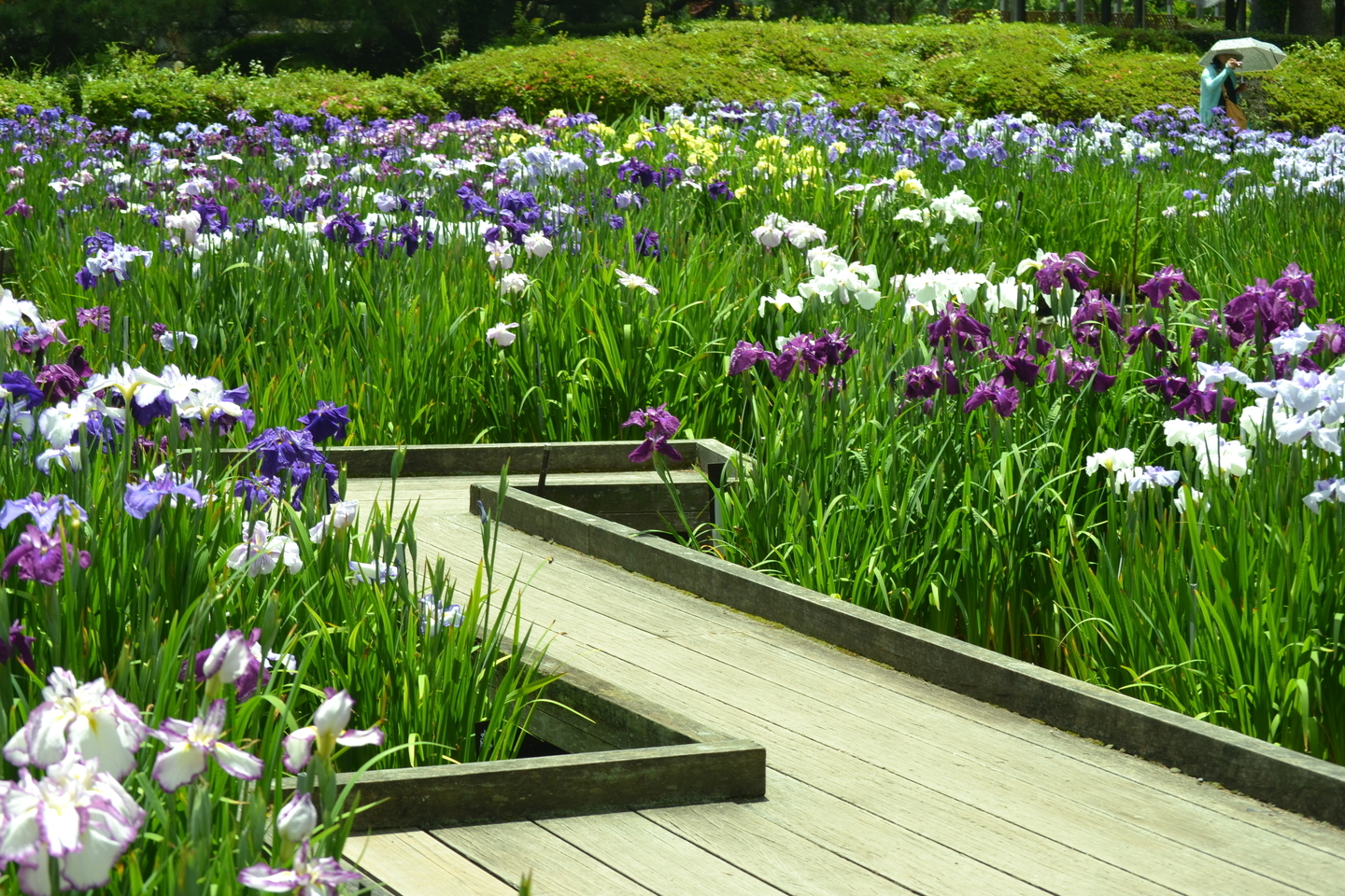 京都府立植物園 花菖蒲 見頃 2018年6月13日 撮影:MKタクシー