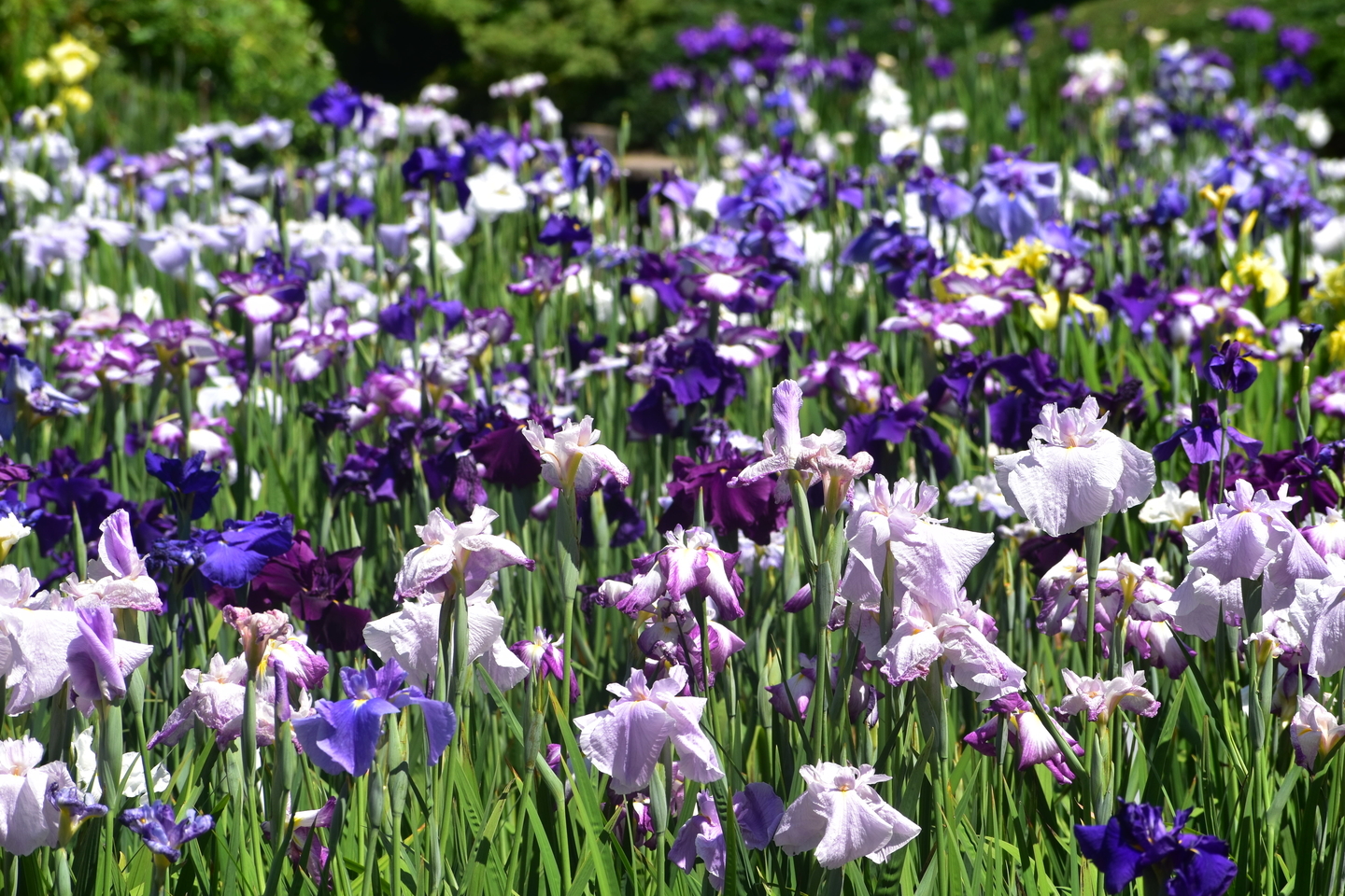 京都府立植物園　花菖蒲　見頃　2019年6月13日　撮影：MKタクシー