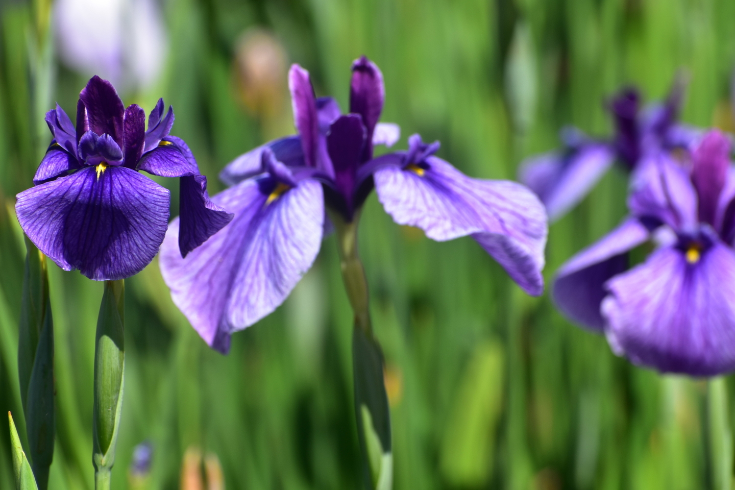 村祭（長井古種）　京都府立植物園　2019年6月13日　撮影：MKタクシー