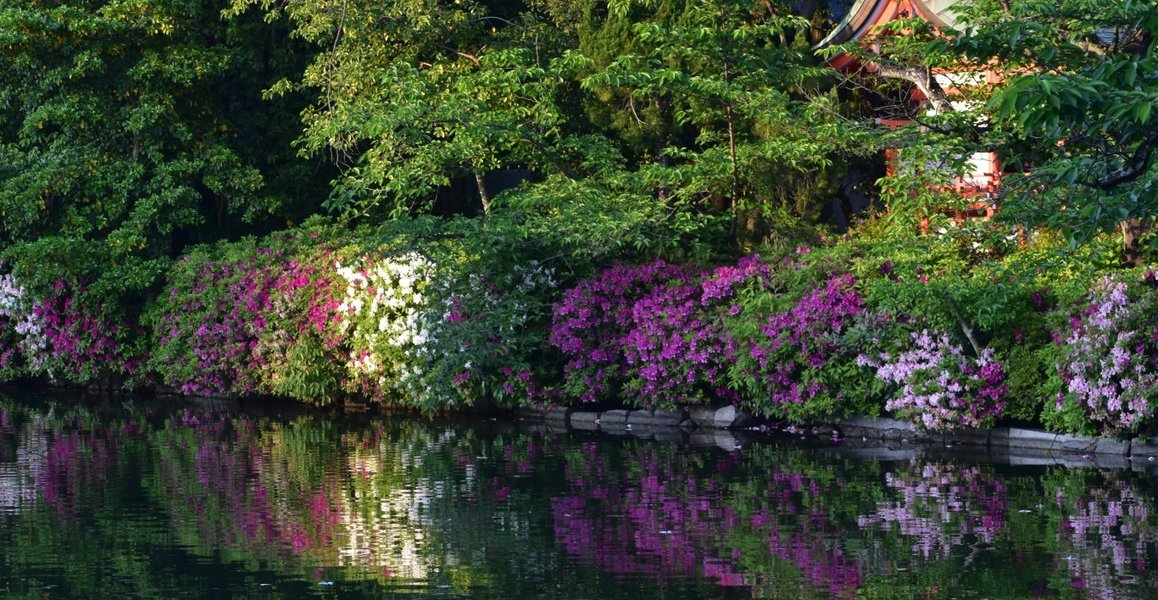 神泉苑 見頃 2019年5月11日 撮影:MKタクシー