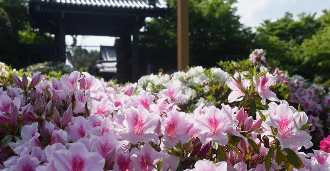 つつじ園 見頃 2019年5月2日 撮影:MKタクシー