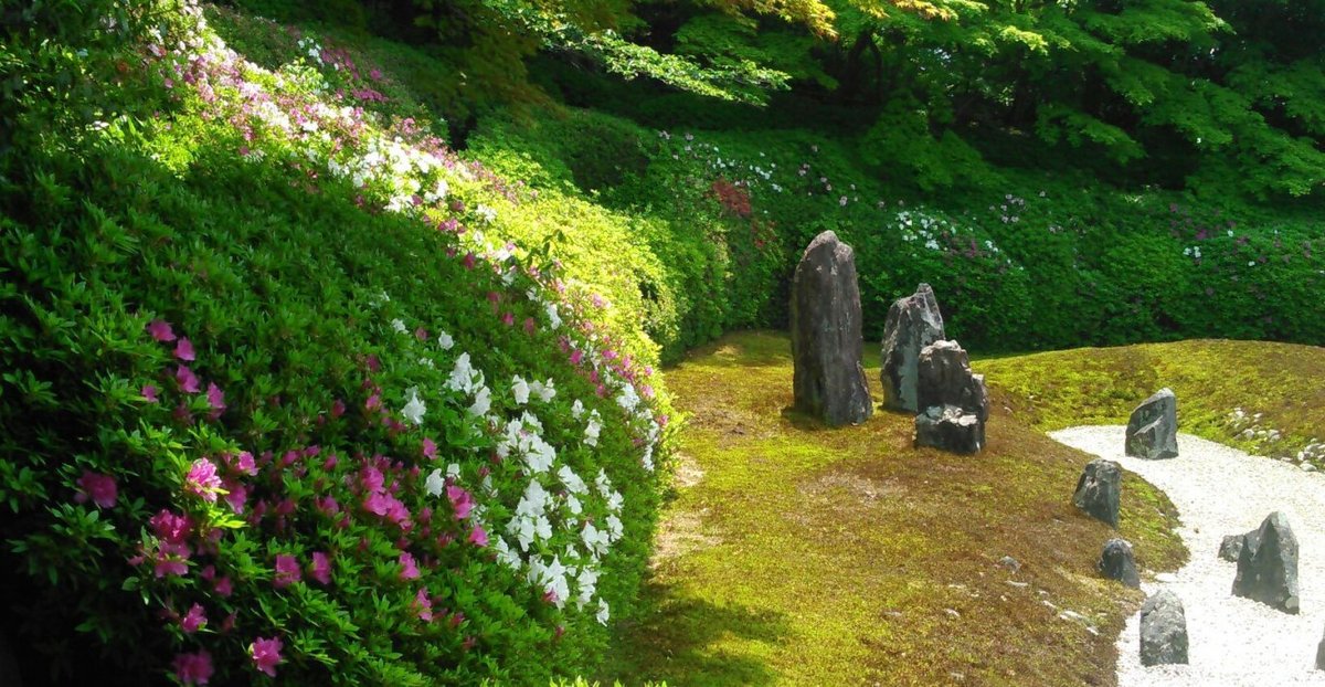 波心の庭 咲きはじめ 2018年4月22日 撮影:MKタクシー