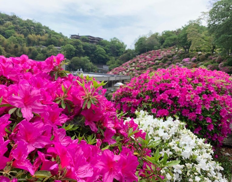 蹴上浄水場　見頃　2019年5月3日　撮影：MKタクシー