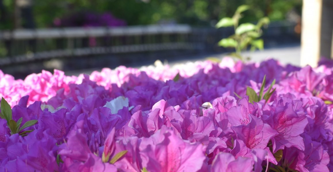 祇園白川 見頃 2019年5月8日 撮影:MKタクシー