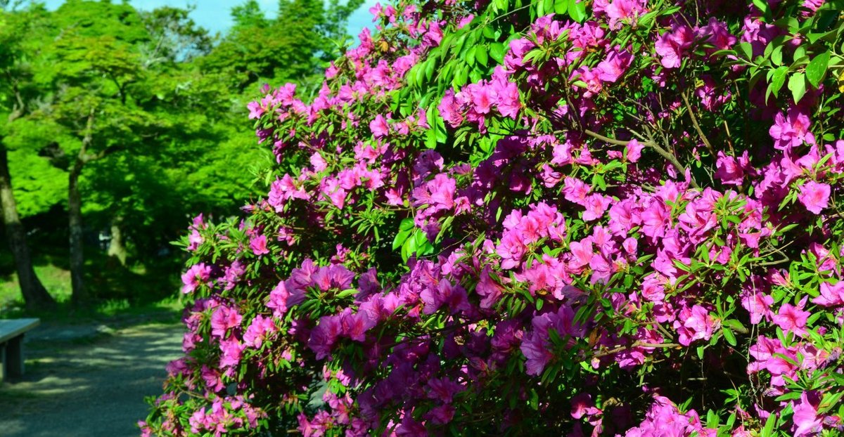 円山公園 見頃 2018年4月26日 撮影:MKタクシー