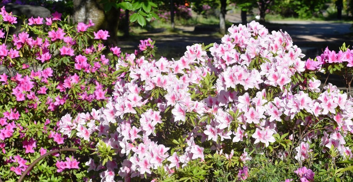 円山公園 見頃 2019年5月8日 撮影:MKタクシー