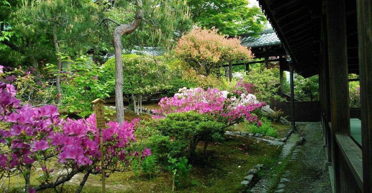 曹源池庭園　見頃　2017年5月5日　撮影：MKタクシー